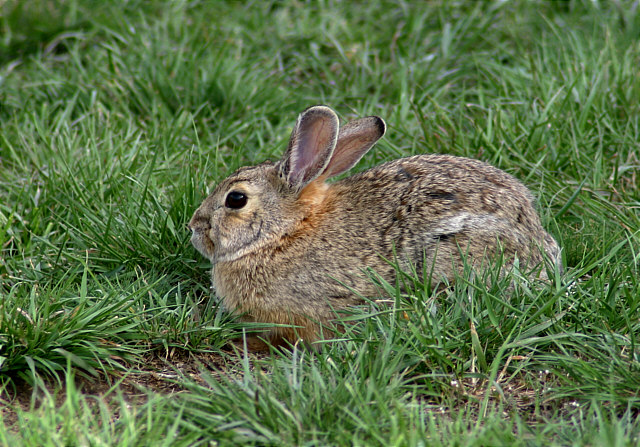 This little guy joined us during a picnic.