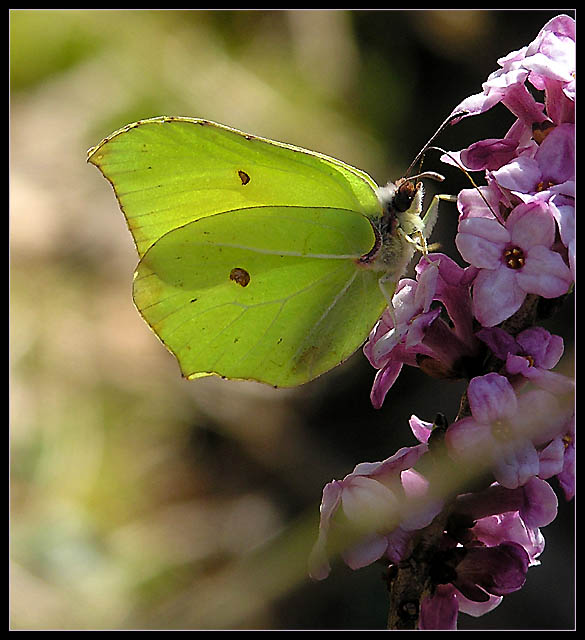 A Light  Butterfly in Spring  Means A Happy Summer (in my country)