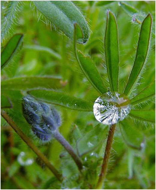 Bejeweled Lupin