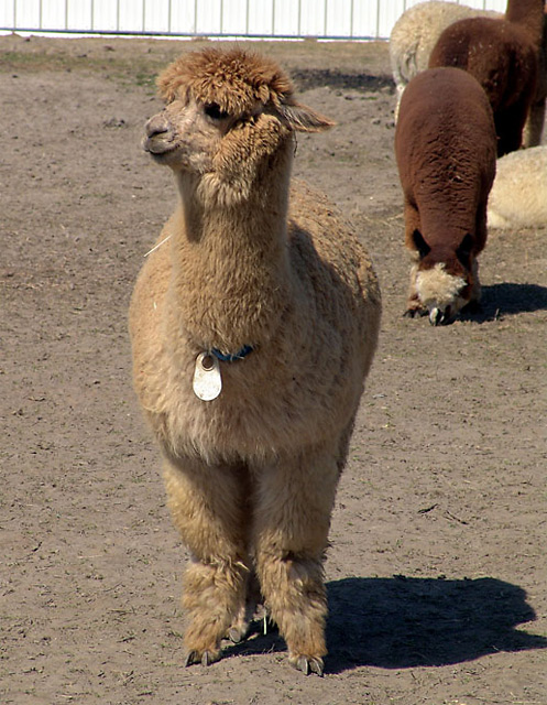 Serendipity, the alpaca