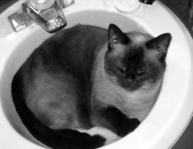 Sleeping Siamese in Sink