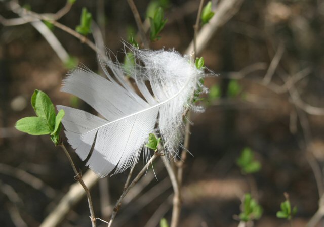 Spring Hike.