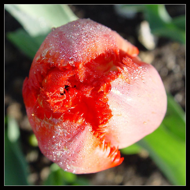 Morning jewls! (Kitch or beauty?)