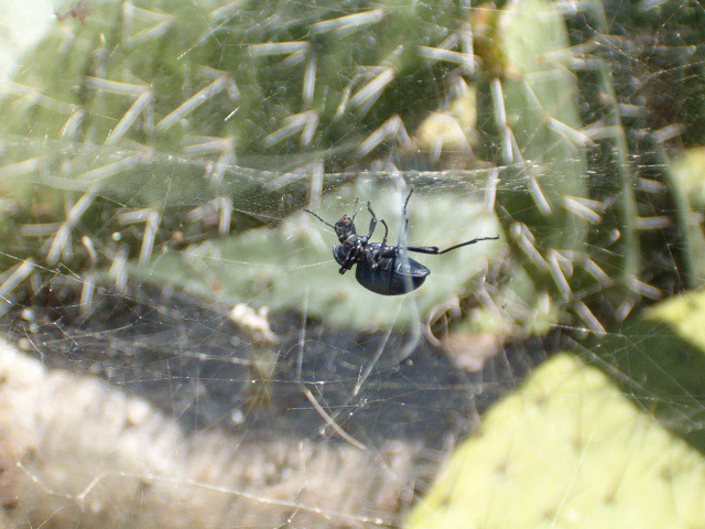 Look who's coming for dinner. (Beatle walking on web)