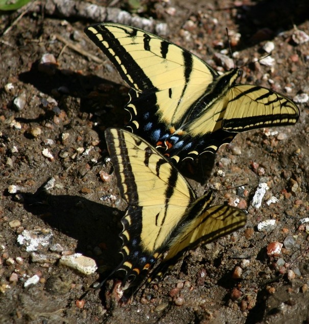 Yellow Swallowtails Dancing