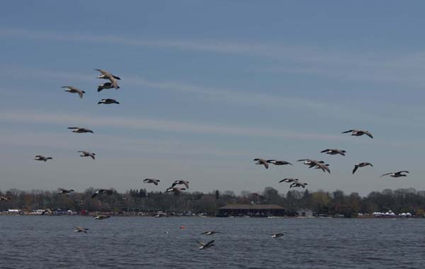 Afternoon Flight