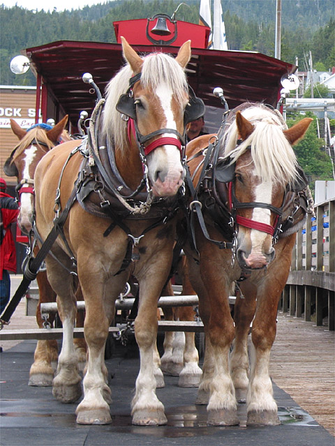 Horsing Around Town