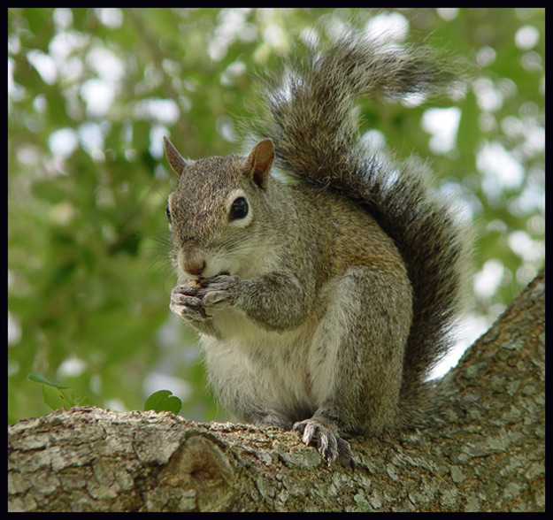 Coral Springs, Florida: Too many squirrels