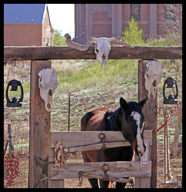 Cowpony -- Lamy, N.M.