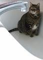 Big cat in a small bath