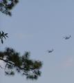 Dragonflies???  ... President Bush flies overhead.