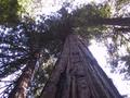 Redwood