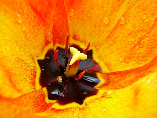 Tulip