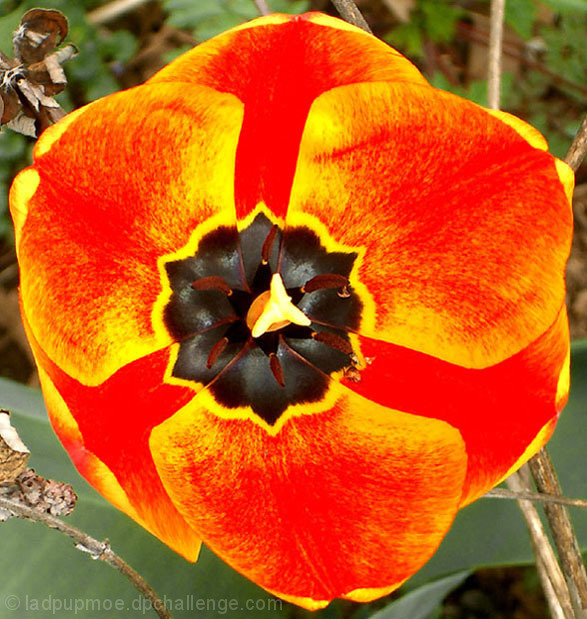 A Tulip petals are equally proportion