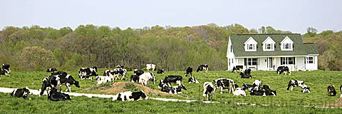 A Small Space and Lots of Cows