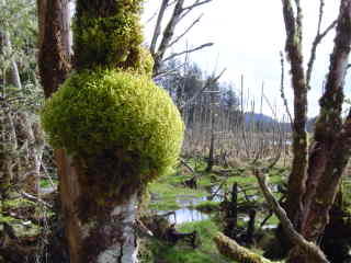 Moss in a Forest of Old Trees