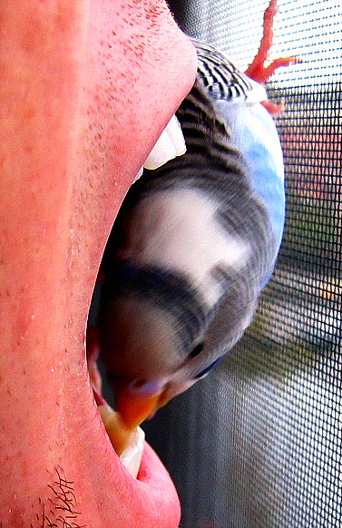 Big Mouth, Little Mouth - Who Is Biting Who?