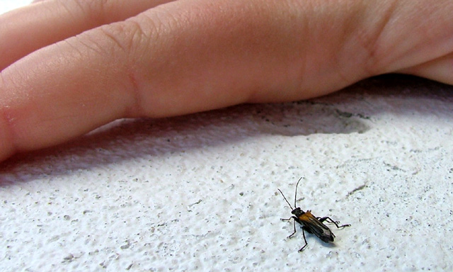 Handy bug