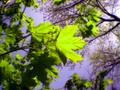 Beginning of Spring