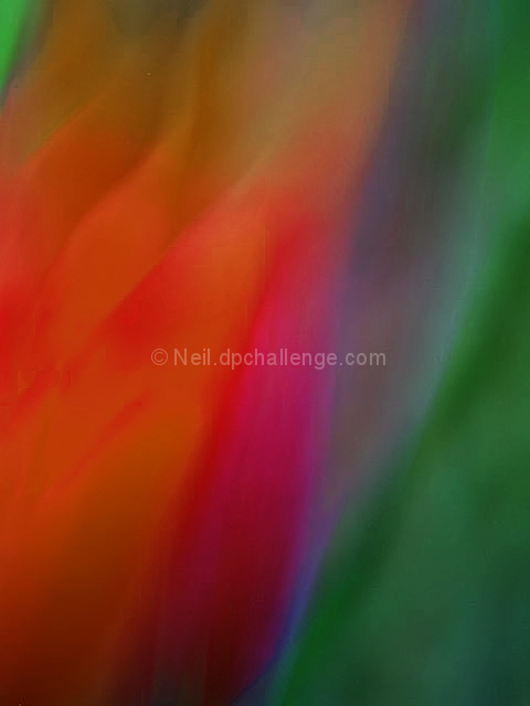 Tulip
