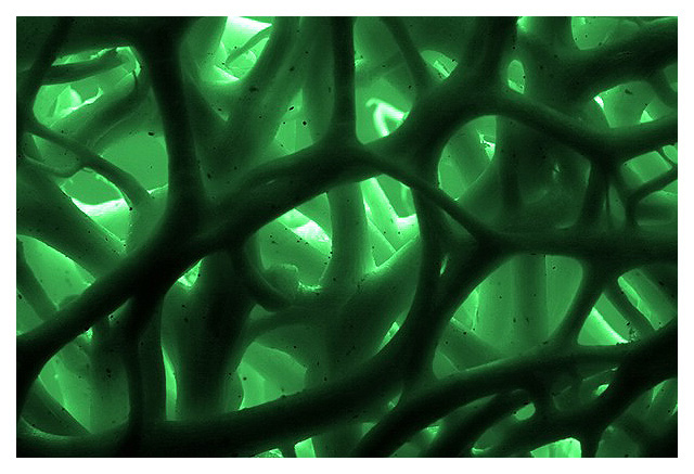 Neurons