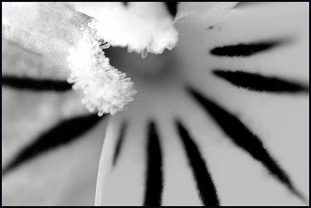 Macro of What?