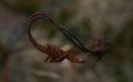 Rusty barbed wire