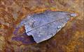Fossilized