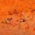 FeO3 Spider (Daddy Long Leg's can NOT live on Rust alone)