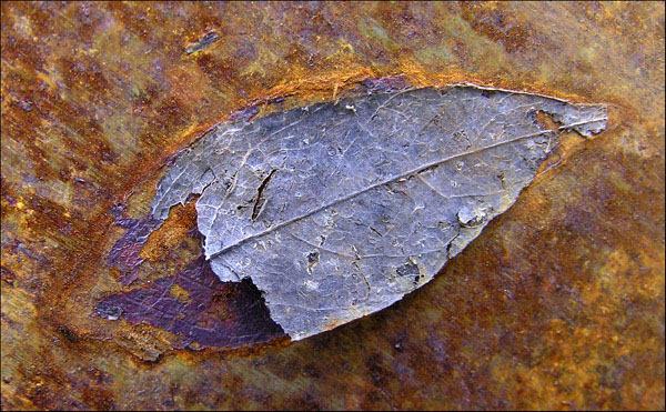 Fossilized