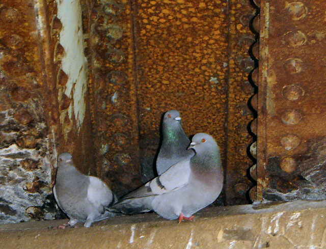 Rusty home, rusty eyes