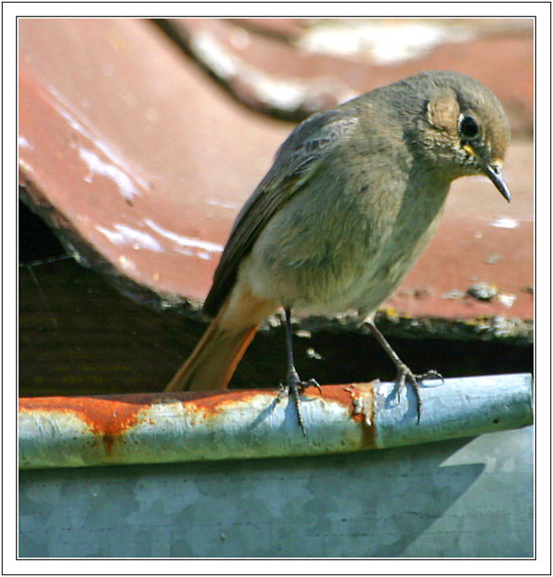 What a rusty roof