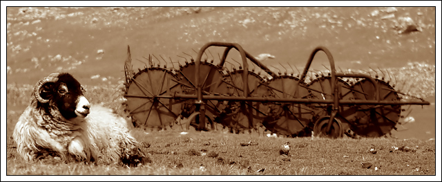 Sheep and Rusty Contraption