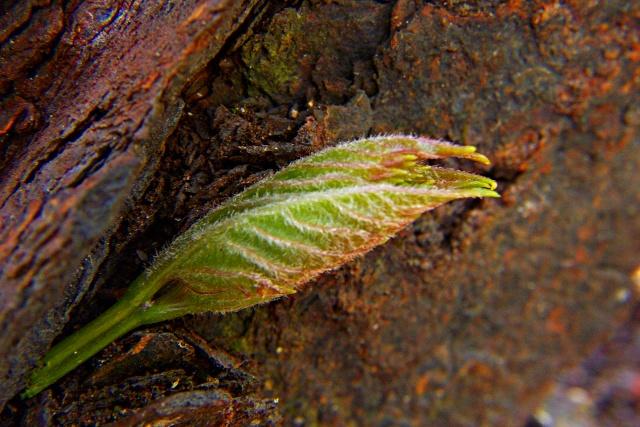 Budding rust