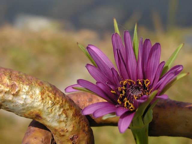 Flower in Chains