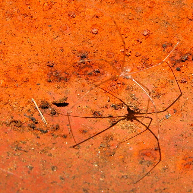 FeO3 Spider (Daddy Long Leg's can NOT live on Rust alone)