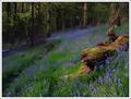 Enchanted Forest