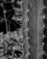 Cactus Portrait