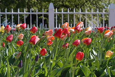 Tulips