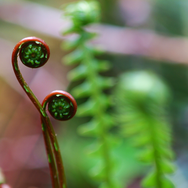 New ferns dancing in the Olympic Rain Forest