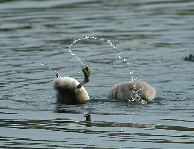 New Cygnets In Training