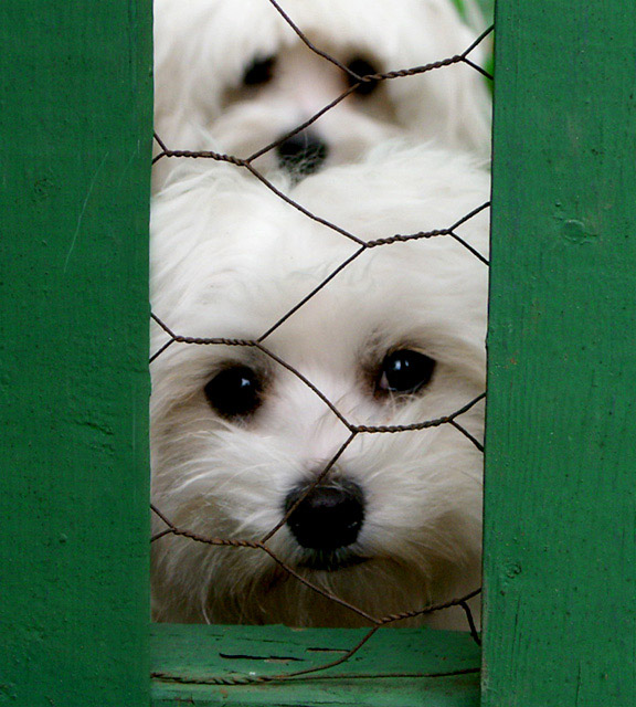 Behind the Green Fence