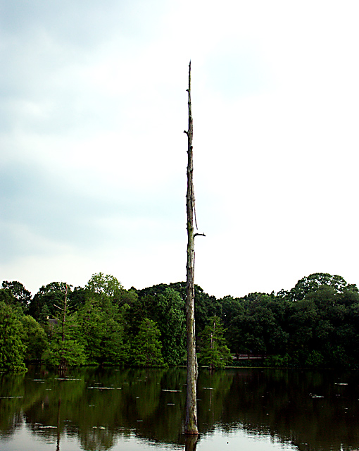 Lone Tree