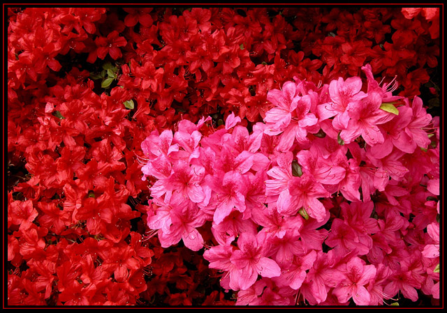 Spring Flowers