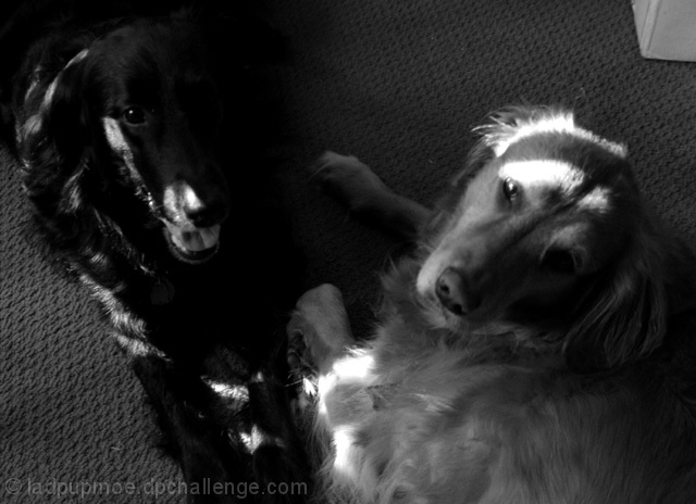 Good Dog ~ Bad Dog