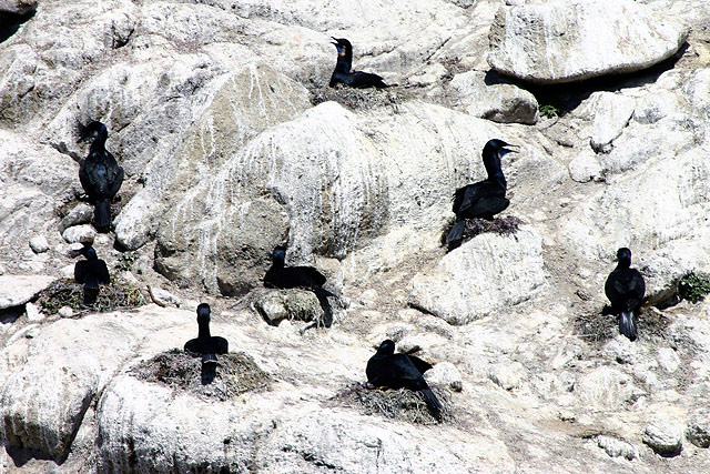 "Black & White," On The Rocks