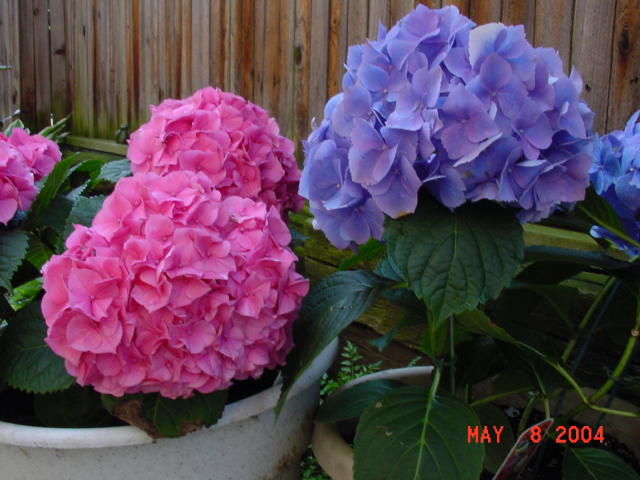 Girl & Boy Hydrangea