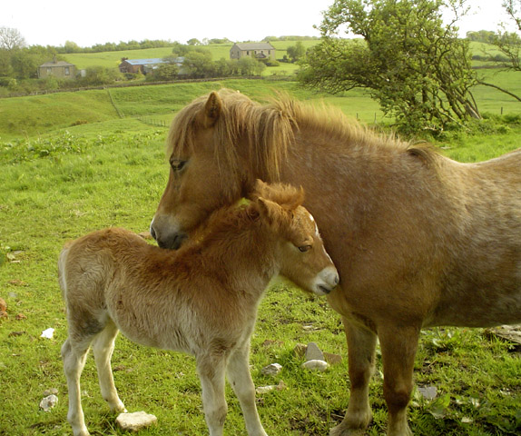 Filly and Foal