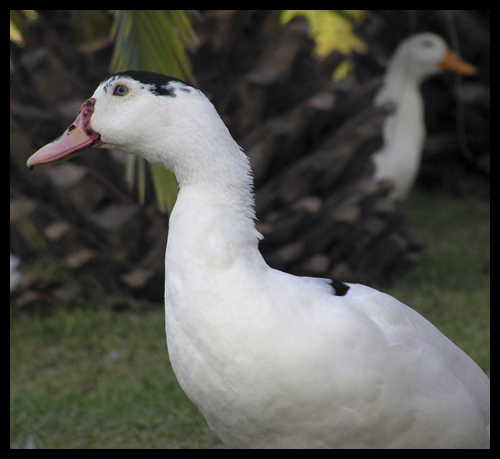 Opposite Ducks