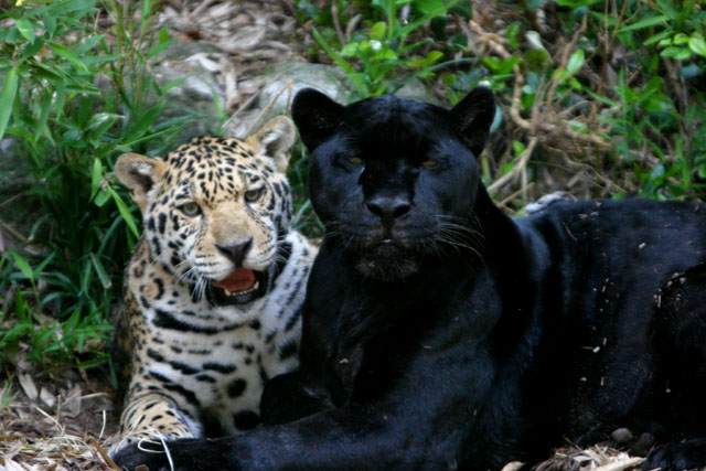 Melanistic mother with spotted son (Jaguars)